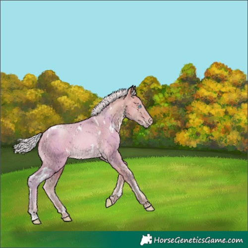 Horse Color:Watercolor White Spotted Silver Buckskin Pearl Rabicano 