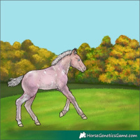 Horse Color:Watercolor White Spotted Silver Buckskin Pearl Rabicano 