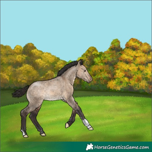 Horse Color:Brown Dun 