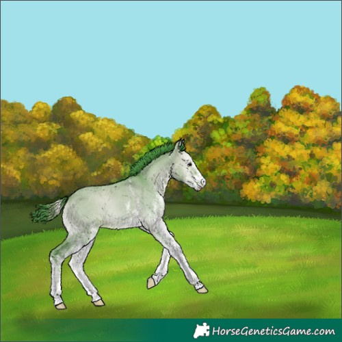 Horse Color:Watercolor White Spotted Bay Onyx 