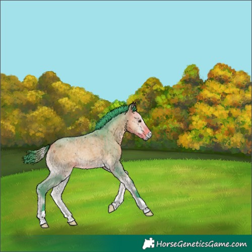 Horse Color:Watercolor Buckskin Roan Onyx 