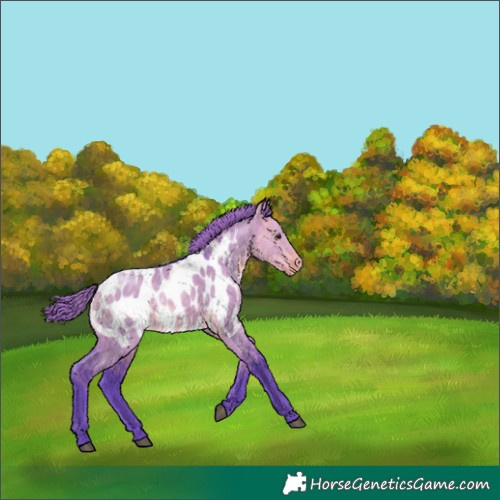 Horse Color:Watercolor Buckskin Dun Near Leopard 