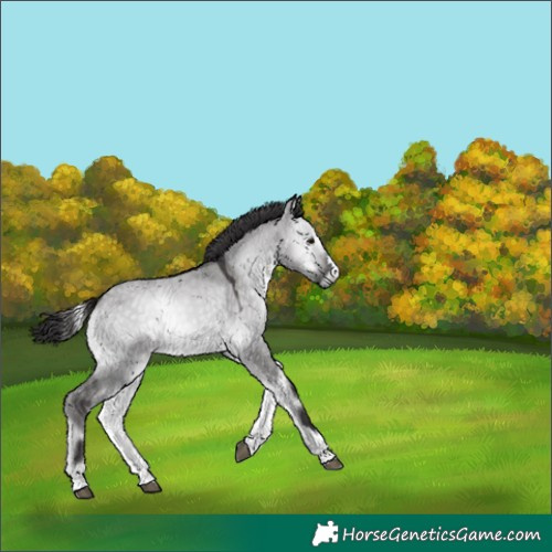 Horse Color:Platinum Buckskin Onyx 