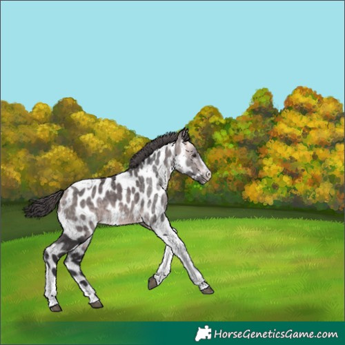 Horse Color:Platinum Buckskin Tobiano Appaloosa 