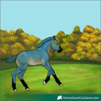 Horse Color:Void Watercolor Buckskin Sabino 