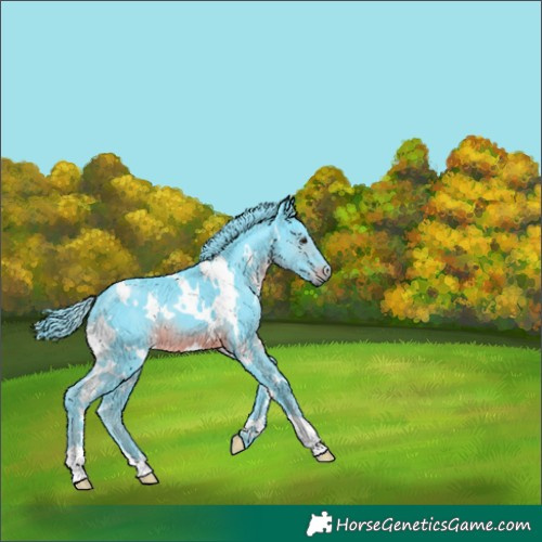 Horse Color:Watercolor White Spotted Smoky Black