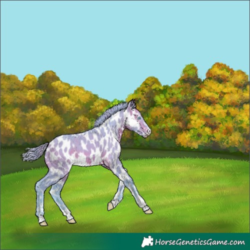 Horse Color:Gray Watercolor Perlino Leopard 