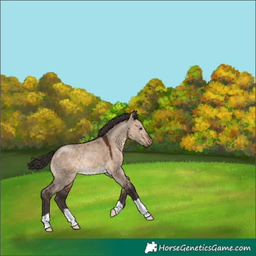 Horse Color:Bay Dun 