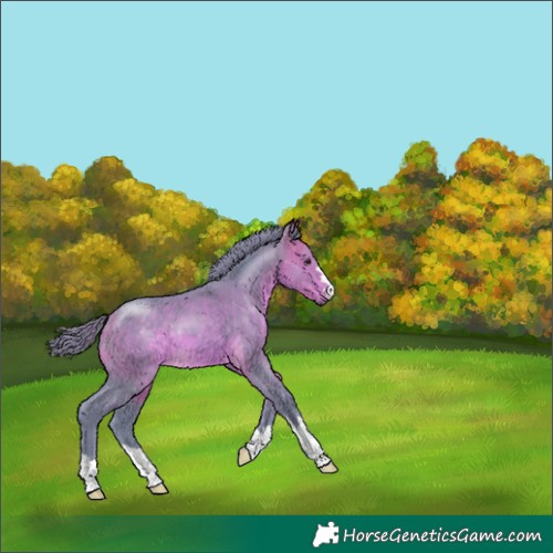 Horse Color:Watercolor Buckskin 