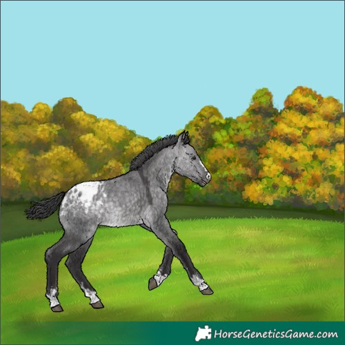 Horse Color:Platinum Buckskin Dun Blanket 
