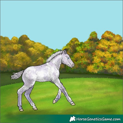Horse Color:Watercolor White Spotted Silver Smoky Grullo Pearl