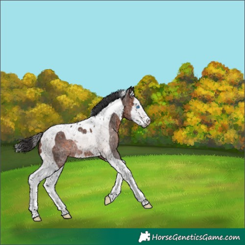 Horse Color:Bay Splash Tobiano