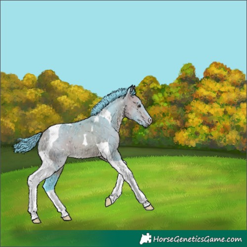 Horse Color:Watercolor Buckskin Tobiano