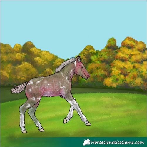 Horse Color:Watercolor White Spotted Silver Buckskin Tobiano 