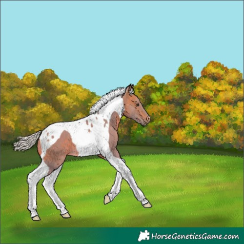 Horse Color:Watercolor Silver Buckskin Tobiano 
