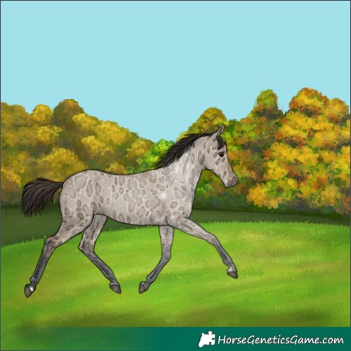 Horse Color:Bay Ice Dun 