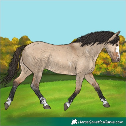 Horse Color:Bay Dun Rabicano 