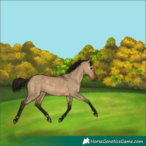 Horse Color:Gray Bay Dun 
