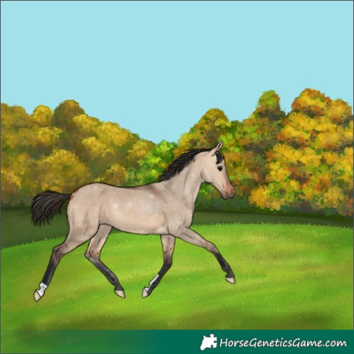 Horse Color:Bay Dun 