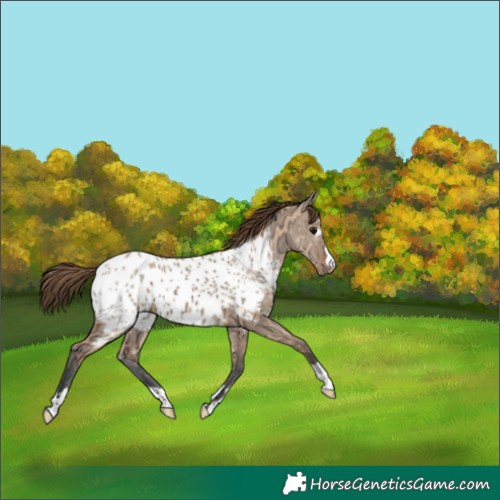 Horse Color:Bay Ice Dun Appaloosa 