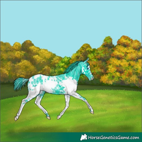 Horse Color:Watercolor Black Ice Splash Appaloosa 