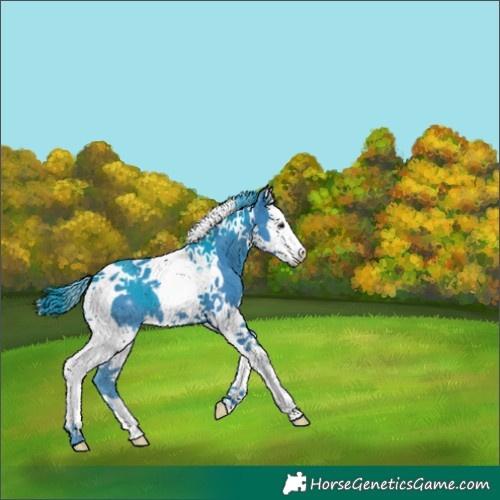 Horse Color:Watercolor Black Splash Tobiano 