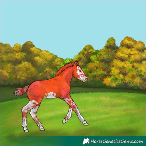 Horse Color:Watercolor Liver Chestnut Splash 
