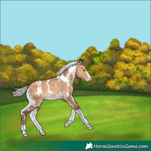 Horse Color:White Spotted Silver Bay Dun Rabicano 