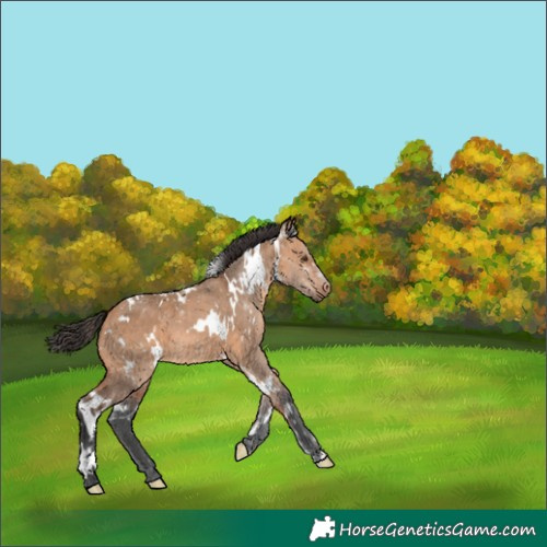 Horse Color:White Spotted Bay Dun 