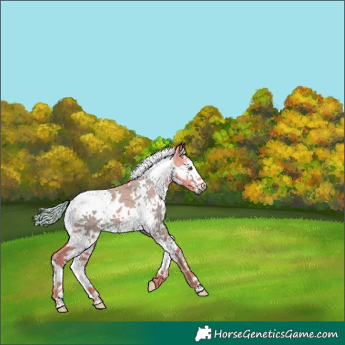 Horse Color:Gray Watercolor Liver Red Dun Splash Tobiano