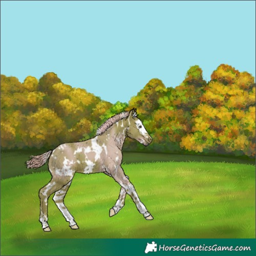 Horse Color:Watercolor White Spotted Liver Chestnut Splash 