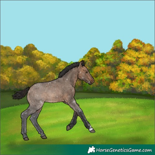 Horse Color:Bay Dun 