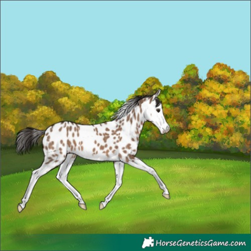 Horse Color:Liver Red Dun Splash Appaloosa 