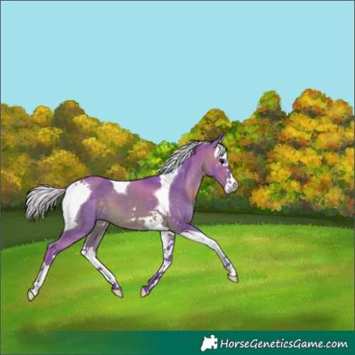 Horse Color:Watercolor Silver Brown Splash Tobiano