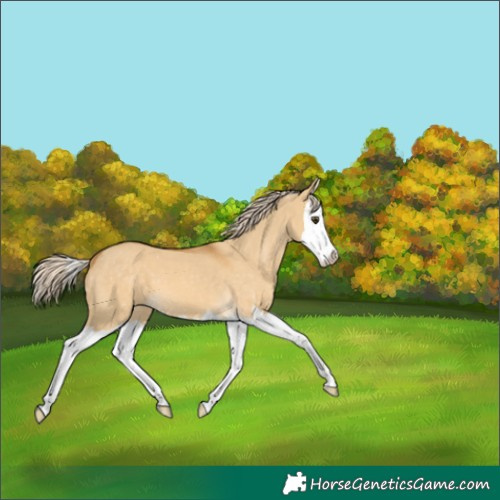 Horse Color:Palomino Dun Splash 