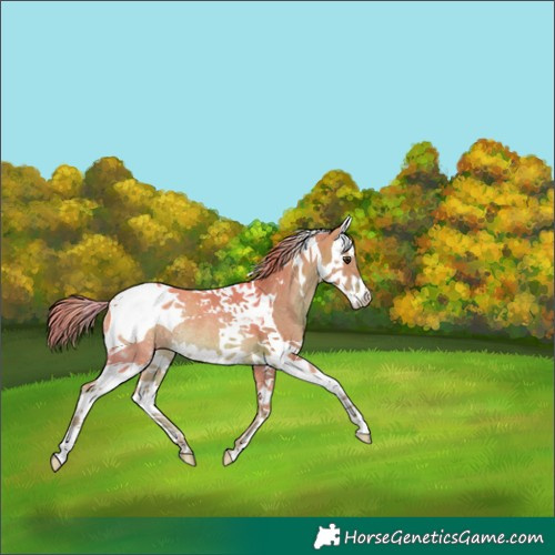 Horse Color:Watercolor Chestnut Splash Tobiano Rabicano 