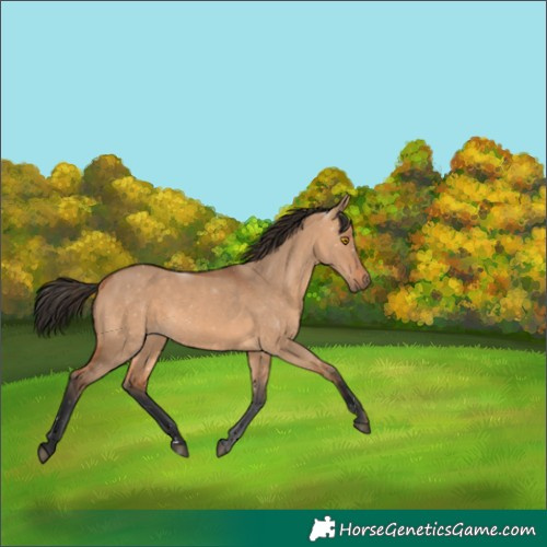 Horse Color:Bay Dun 