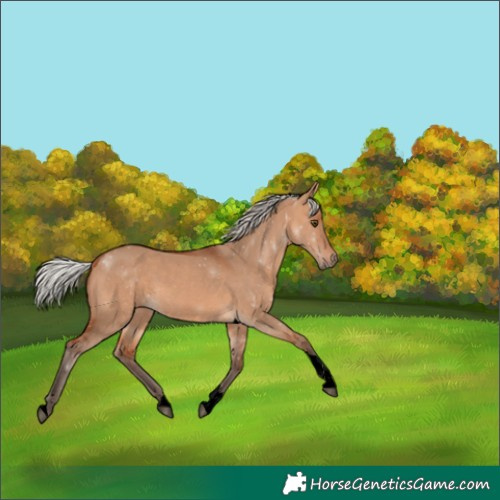 Horse Color:Void Silver Bay Dun Tobiano Rabicano 