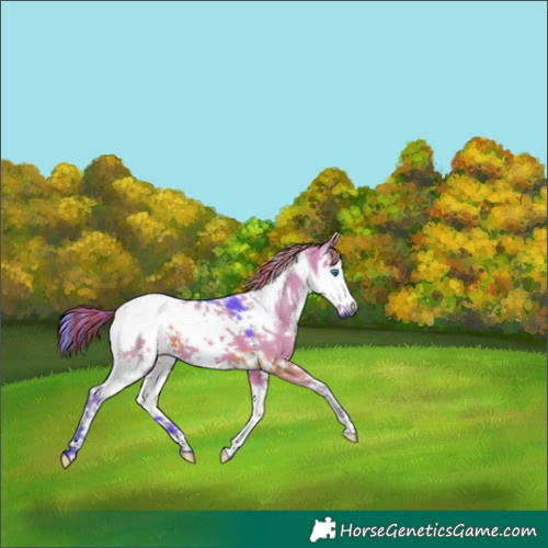 Horse Color:Painted Watercolor White Spotted Grullo Splash Tobiano