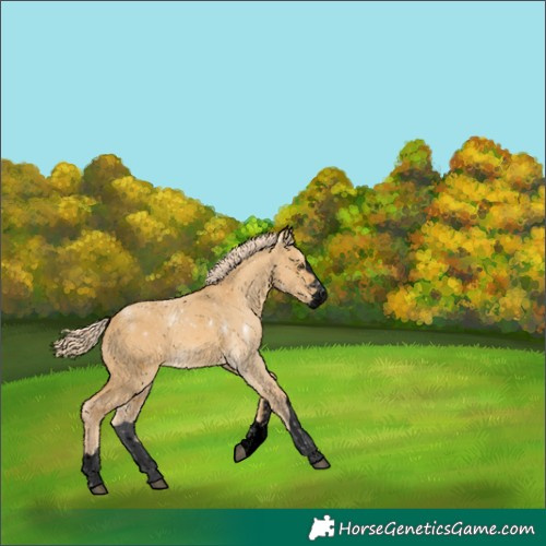 Horse Color:Void Palomino Dun 