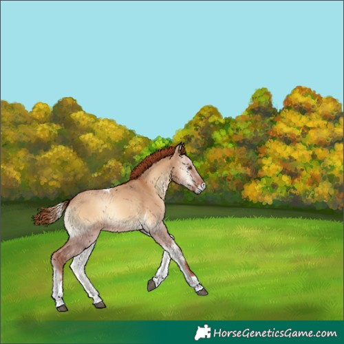 Horse Color:Red Dun Onyx Tobiano 