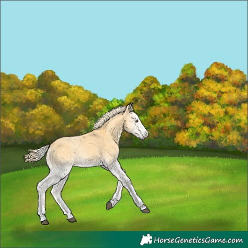 Horse Color:Palomino Onyx 