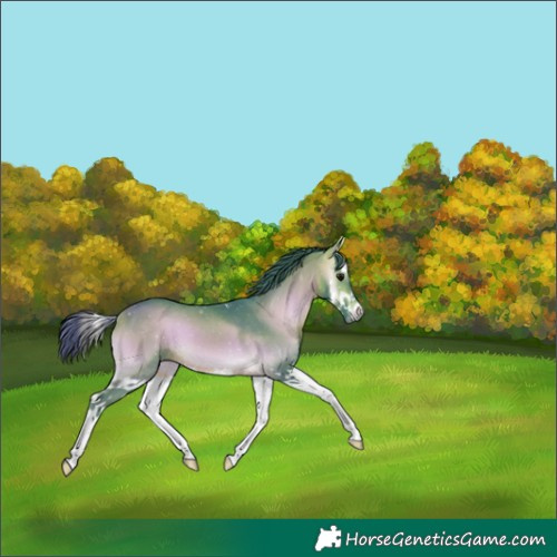 Horse Color:Watercolor Buckskin Onyx Sabino Splash 