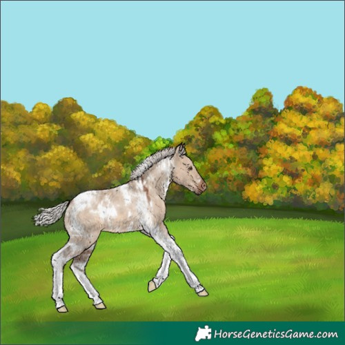 Horse Color:White Spotted Silver Brown Dun Tobiano