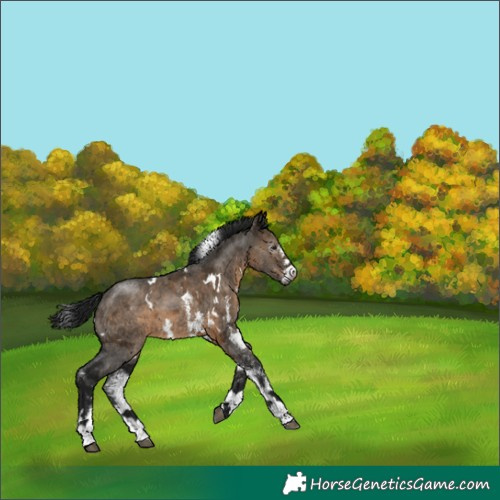 Horse Color:Gray White Spotted Brown Dun Sabino 