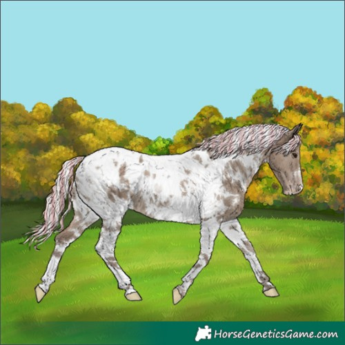 Horse Color:Painted White Spotted Silver Grullo Tobiano Appaloosa 