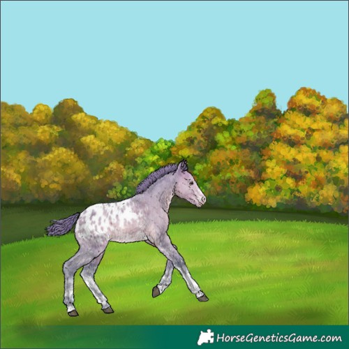 Horse Color:Watercolor Buckskin Dun Sabino Appaloosa 