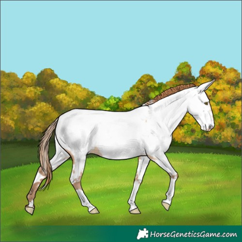 Horse Color:White Spotted Brown Pearl Dun Appaloosa 