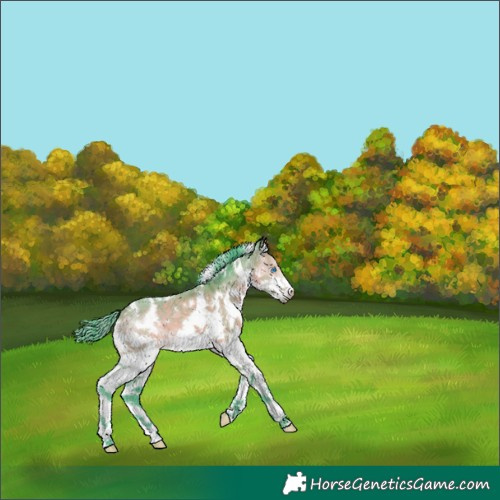 Horse Color:Watercolor White Spotted Brown Dun Splash 