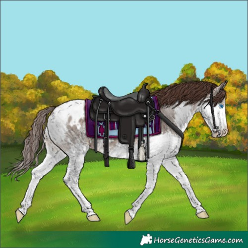 Horse Color:Brown Dun Sabino Splash Appaloosa